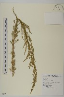 茵蔯蒿藏品圖，第1張