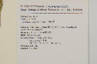 茵蔯蒿藏品圖，第2張