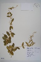 鷗蔓藏品圖，第1張