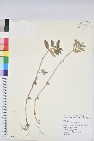 飛揚草藏品圖，第1張