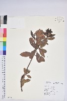 臺灣馬醉木藏品圖，第1張