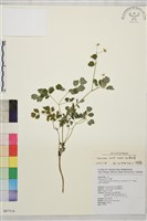 玉山唐松草藏品圖，第1張