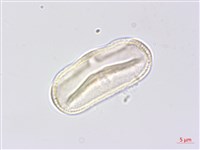 水芹菜藏品圖，第2張