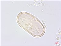 水芹菜藏品圖，第3張