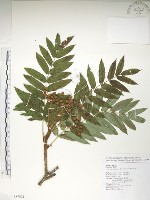 巒大花楸藏品圖，第1張