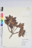 玉山杜鵑藏品圖，第1張