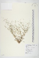 玉山筷子芥藏品圖，第1張