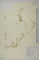 亞毛無心菜藏品圖，第1張