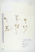 紅子佛甲草藏品圖，第1張