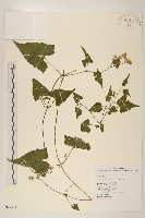 蔓澤蘭藏品圖，第1張