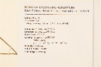 蔓澤蘭藏品圖，第2張