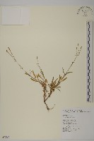 蠅子草藏品圖，第1張