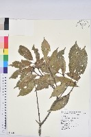 青剛櫟、鐵椆藏品圖，第1張