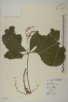 臺灣及己藏品圖，第1張