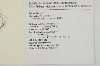 臺灣及己藏品圖，第2張