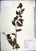 水雞油藏品圖，第1張