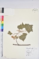 白匏子藏品圖，第1張