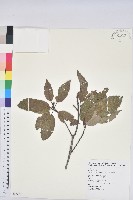 青剛櫟、鐵椆藏品圖，第1張