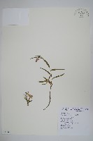 高山沙參藏品圖，第1張