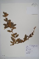 臺灣小蘗藏品圖，第1張