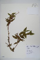 阿里山忍冬、漸尖葉忍冬藏品圖，第1張