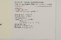 巴陵石竹藏品圖，第2張