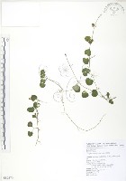 苞花蔓藏品圖，第1張