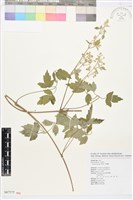 串鼻龍藏品圖，第1張