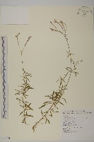 蠅子草藏品圖，第1張