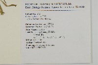 蠅子草藏品圖，第2張