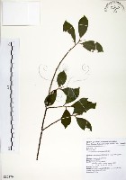 台灣楊桐藏品圖，第1張