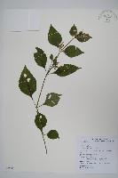 六角英, 槍刀菜藏品圖，第1張