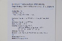 六角英, 槍刀菜藏品圖，第2張