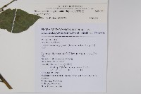 長穗馬藍藏品圖，第2張
