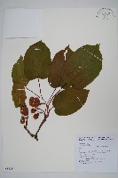 腺齒獼猴桃藏品圖，第1張