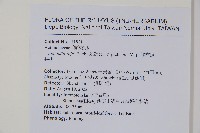 腺齒獼猴桃藏品圖，第2張