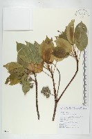 薯豆藏品圖，第1張