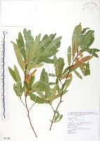 車桑子藏品圖，第1張