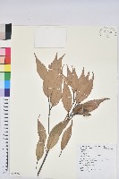 登錄號:S087597藏品圖，第1張