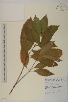 草珊瑚、紅果金粟蘭藏品圖，第1張