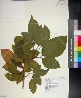 止宮樹藏品圖，第1張
