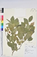 枯里珍藏品圖，第1張