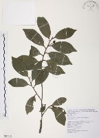 森氏紅淡比藏品圖，第1張