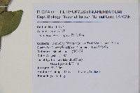 圓葉冬青藏品圖，第2張
