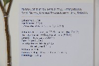 倒卵葉冬青、金平氏冬青藏品圖，第2張