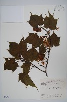 臺灣紅榨槭藏品圖，第1張