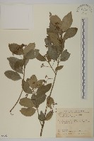 刺果衛矛藏品圖，第1張