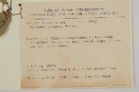 刺果衛矛藏品圖，第2張