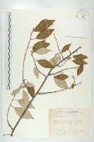 藤胡頹子藏品圖，第1張