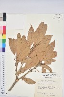 大葉石櫟藏品圖，第1張